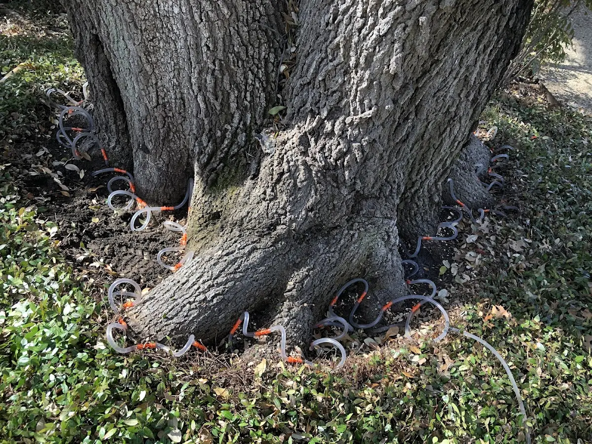 Detailed Tree Cabling and Bracing job site in Garibaldi
